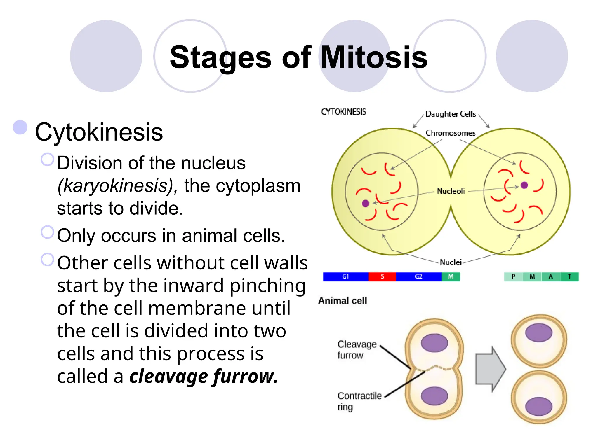 Stages of Mitosis
Cytokinesis
Division of the nucleus
(karyokinesis), the cytoplasm
starts to divide.
Only occurs in animal cells.
Other cells without cell walls
start by the inward pinching
of the cell membrane until
the cell is divided into two
cells and this process is
called a cleavage furrow.
 