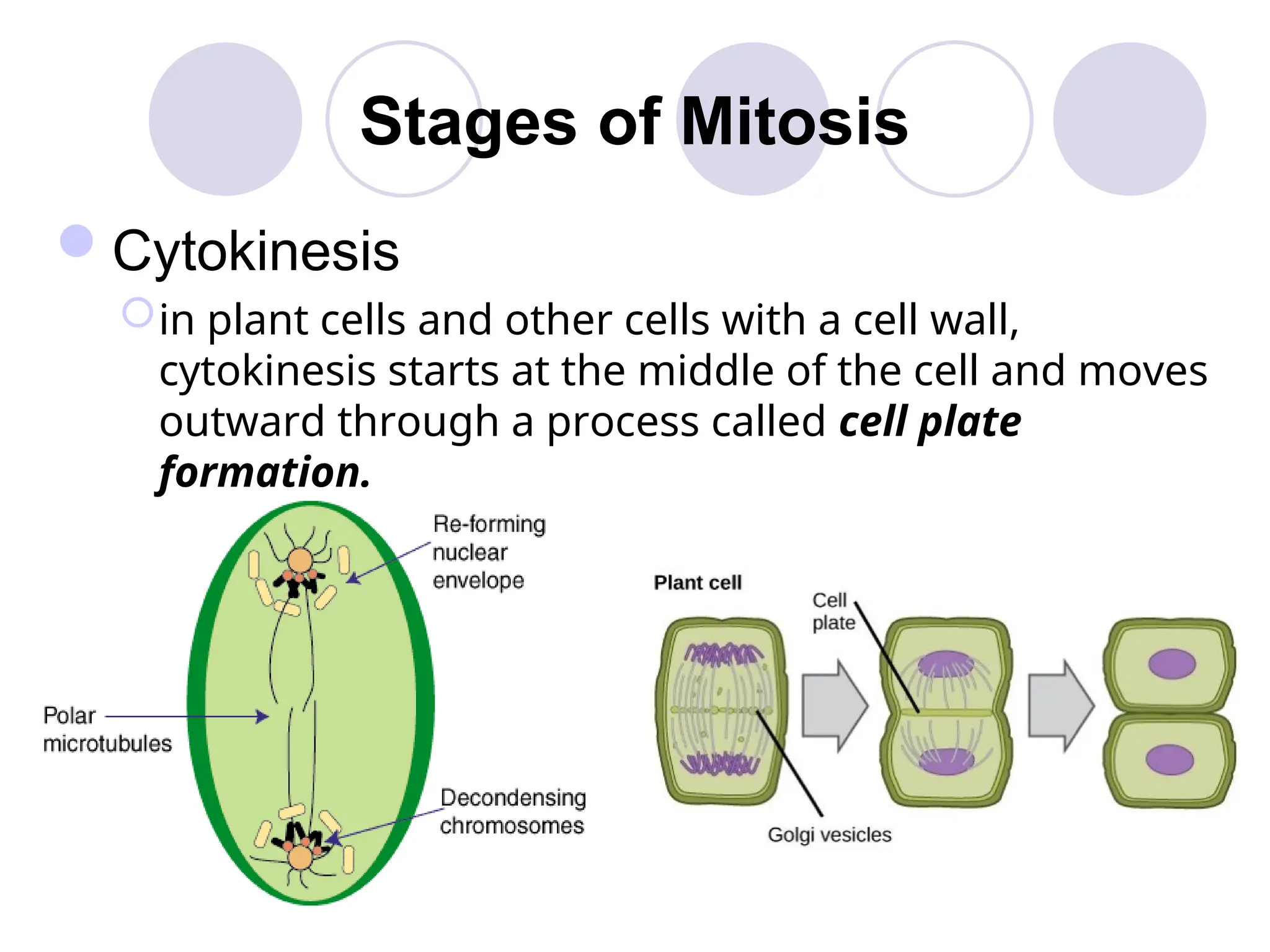 Stages of Mitosis
Cytokinesis
in plant cells and other cells with a cell wall,
cytokinesis starts at the middle of the cell and moves
outward through a process called cell plate
formation.
 