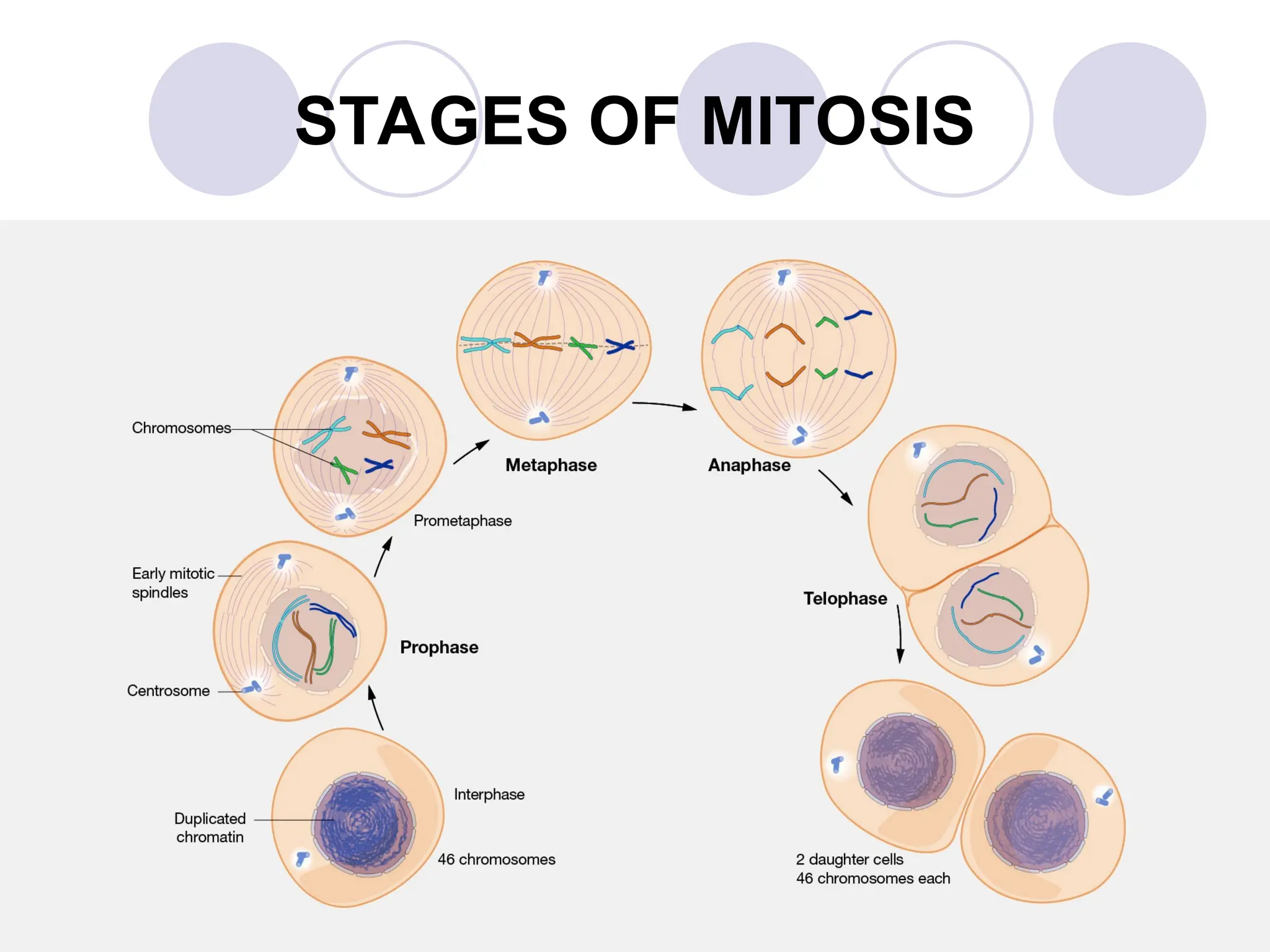 STAGES OF MITOSIS
 