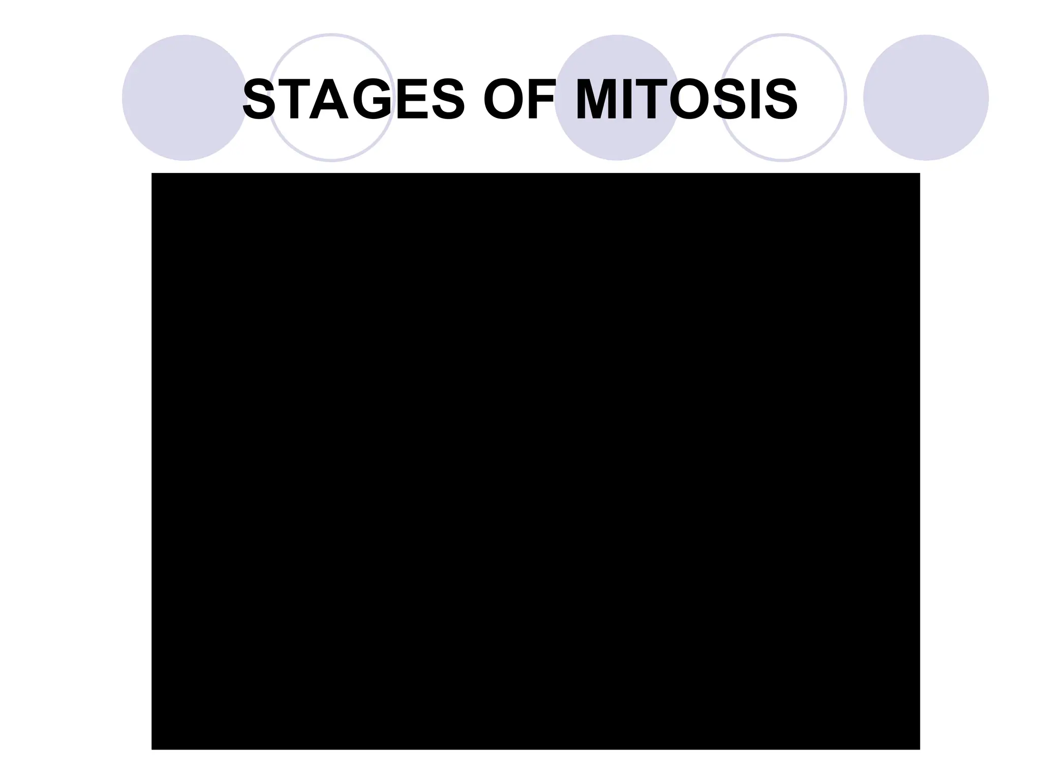 STAGES OF MITOSIS
 