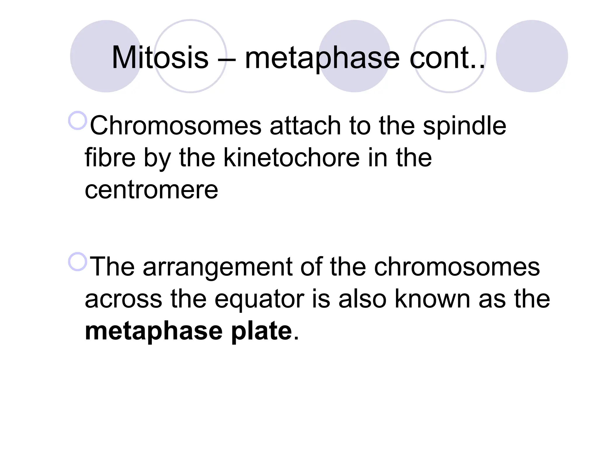 Mitosis – metaphase cont..
Chromosomes attach to the spindle
fibre by the kinetochore in the
centromere
The arrangement of the chromosomes
across the equator is also known as the
metaphase plate.
 