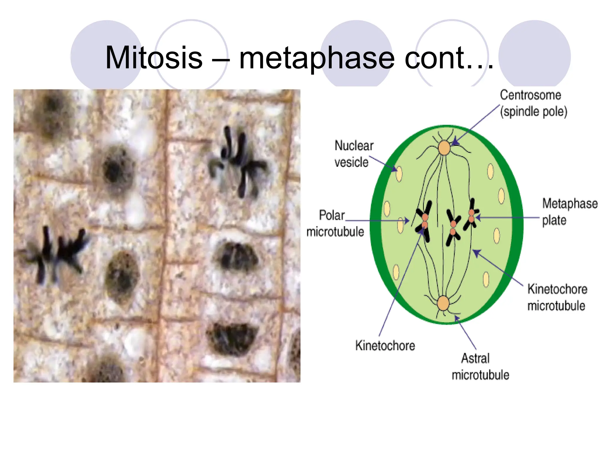 Mitosis – metaphase cont…
 