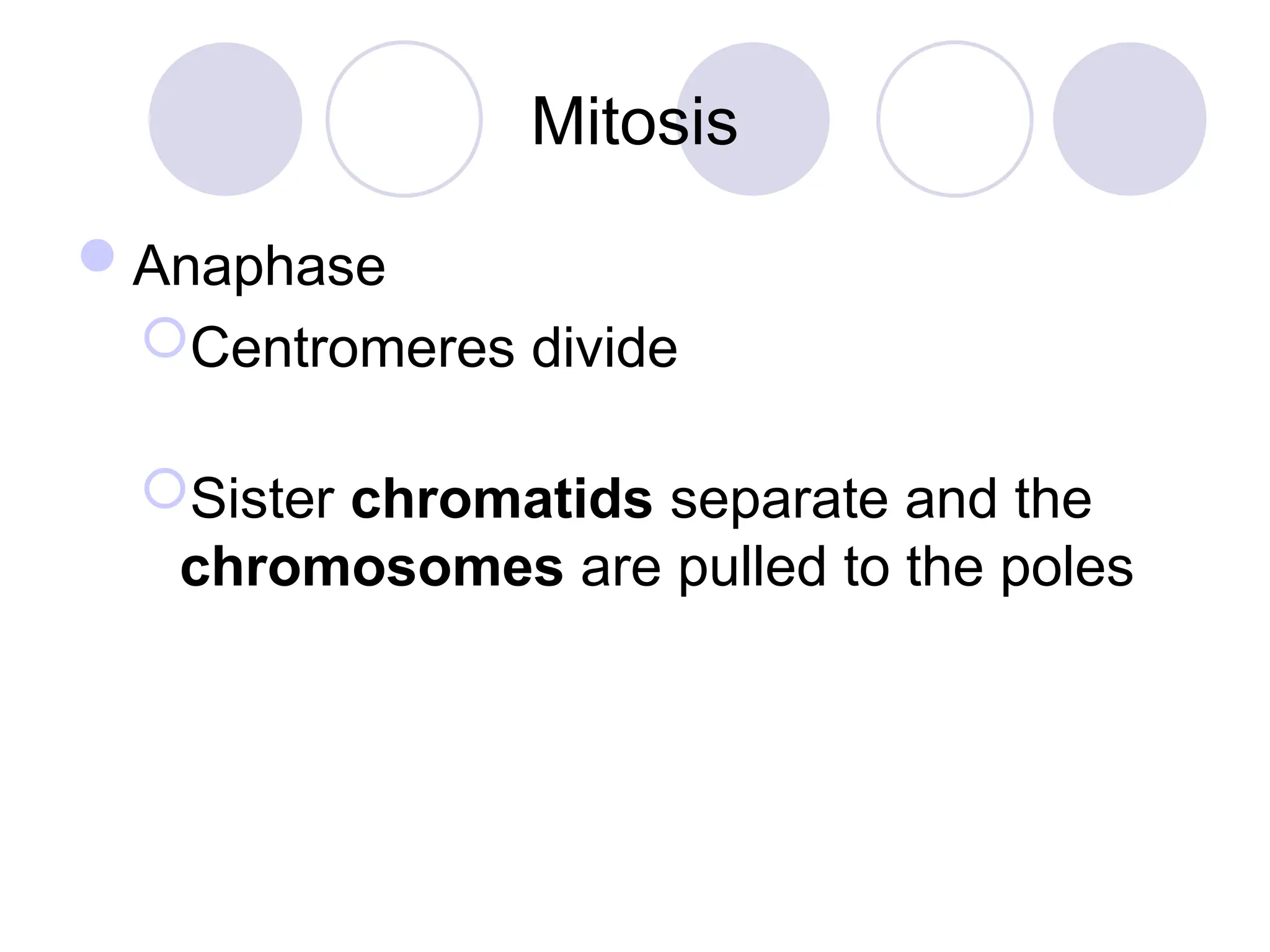 Mitosis
Anaphase
Centromeres divide
Sister chromatids separate and the
chromosomes are pulled to the poles
 