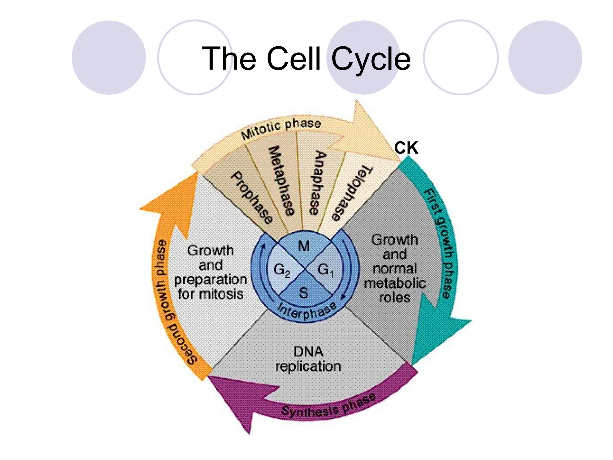 The Cell Cycle
CK
 