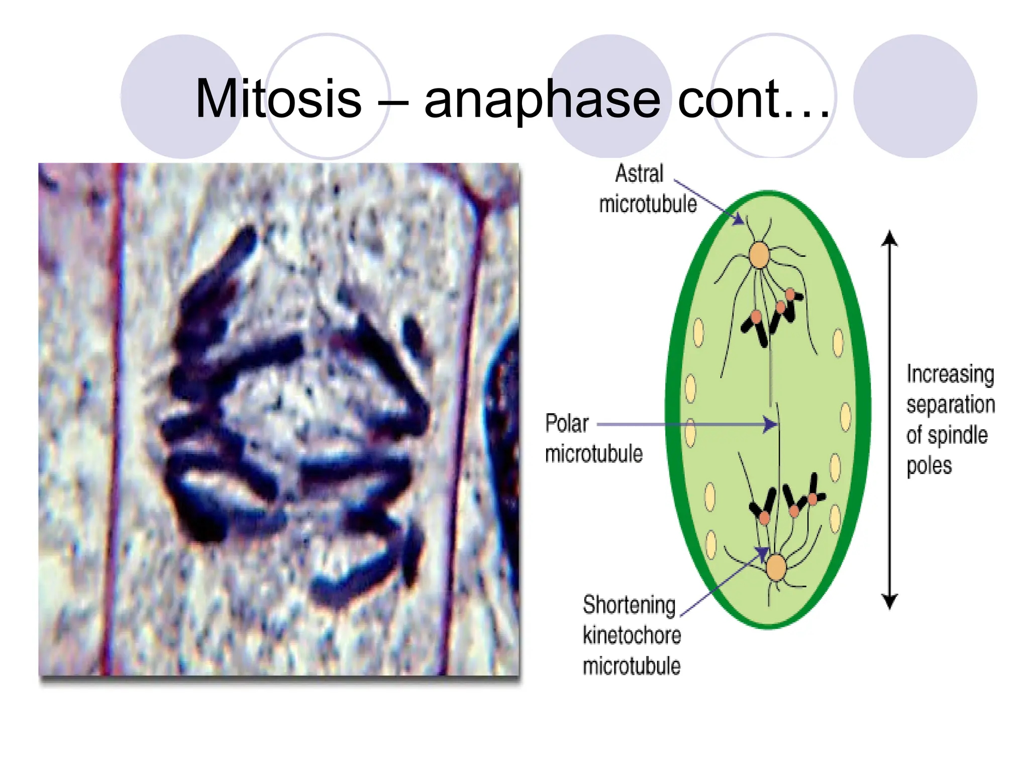 Mitosis – anaphase cont…
 