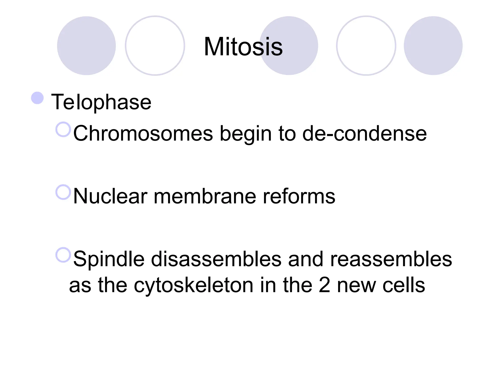 Mitosis
Telophase
Chromosomes begin to de-condense
Nuclear membrane reforms
Spindle disassembles and reassembles
as the cytoskeleton in the 2 new cells
 