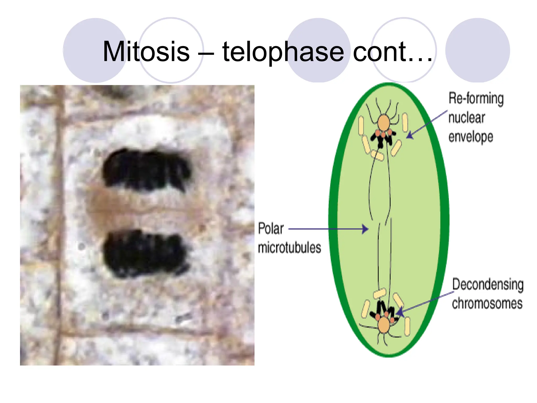 Mitosis – telophase cont…
 