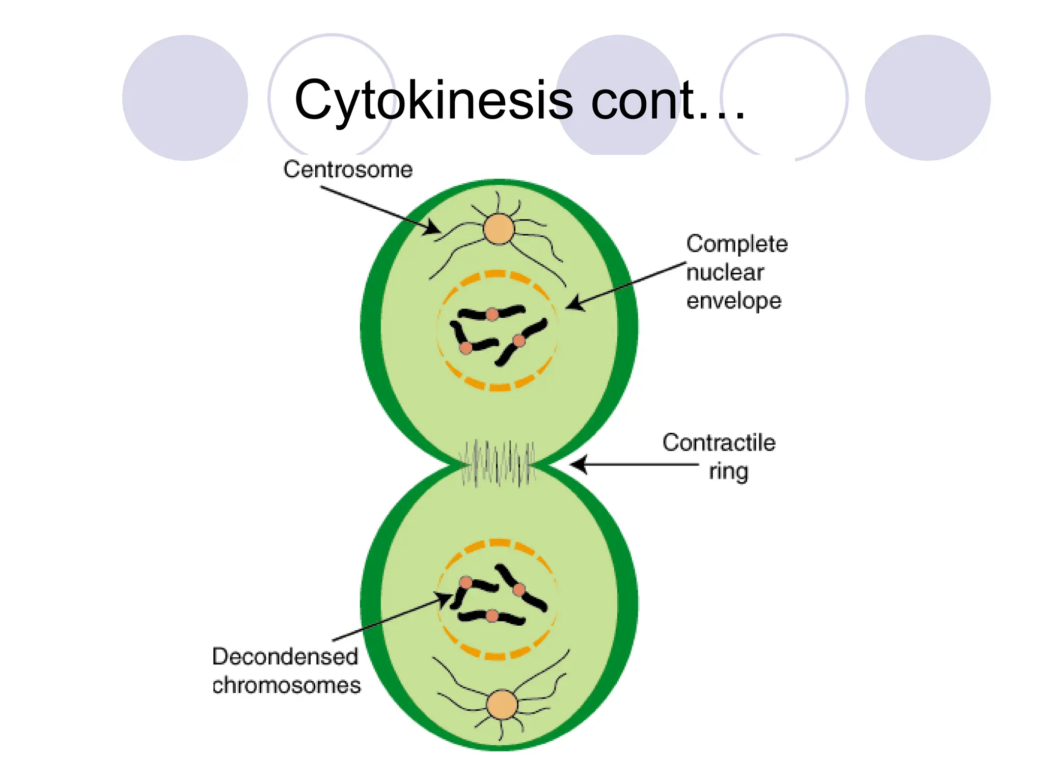 Cytokinesis cont…
 