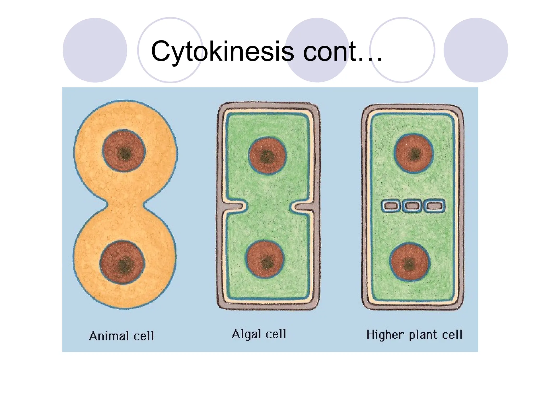 Cytokinesis cont…
 