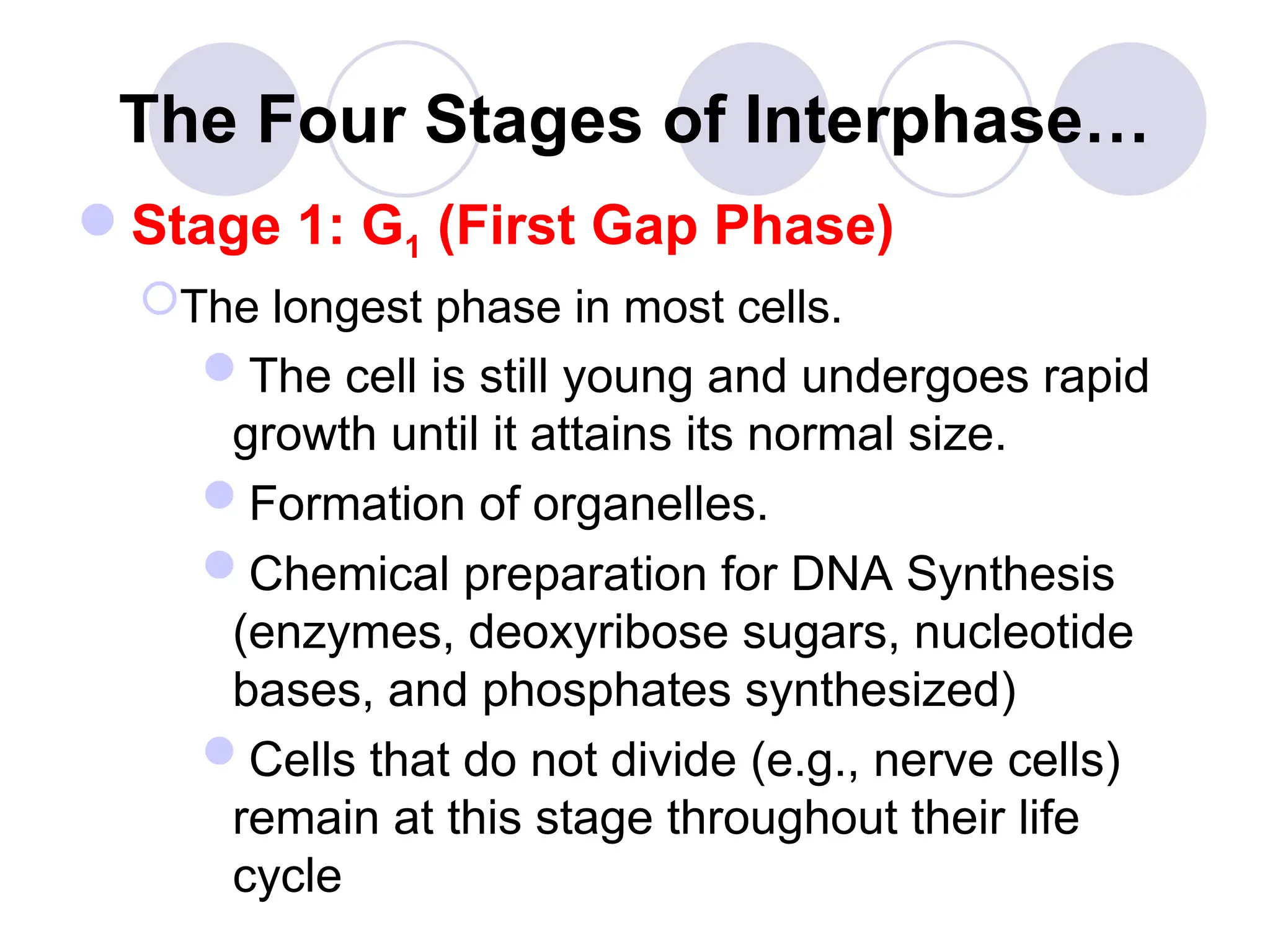 The Four Stages of Interphase…
Stage 1: G1 (First Gap Phase)
The longest phase in most cells.
The cell is still young and undergoes rapid
growth until it attains its normal size.
Formation of organelles.
Chemical preparation for DNA Synthesis
(enzymes, deoxyribose sugars, nucleotide
bases, and phosphates synthesized)
Cells that do not divide (e.g., nerve cells)
remain at this stage throughout their life
cycle
 