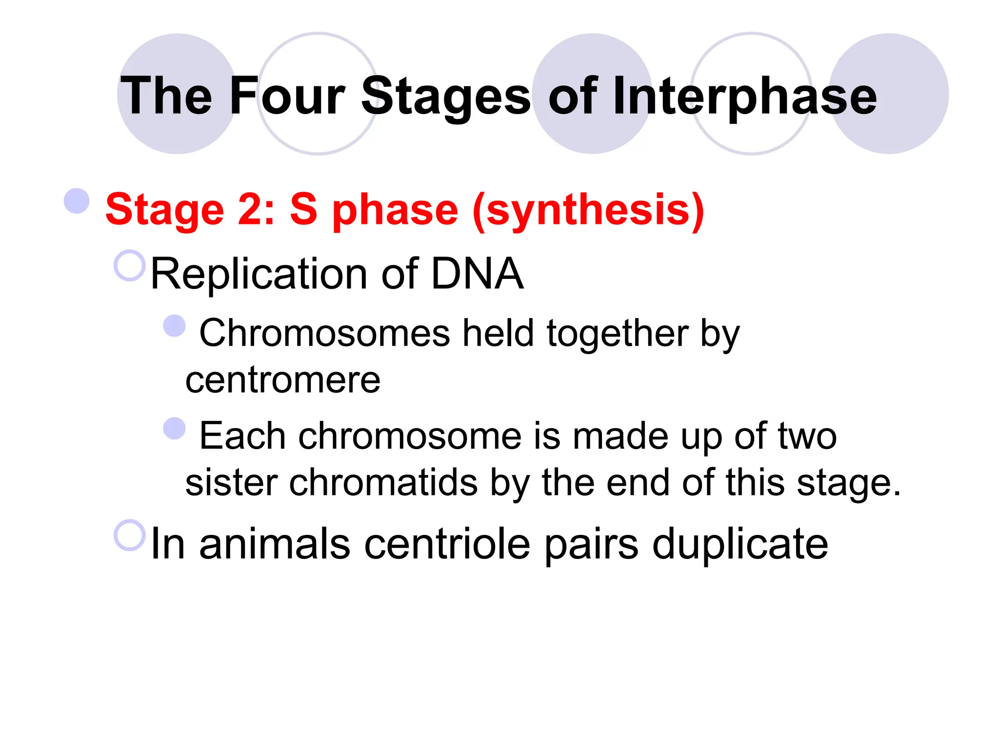 The Four Stages of Interphase
Stage 2: S phase (synthesis)
Replication of DNA
Chromosomes held together by
centromere
Each chromosome is made up of two
sister chromatids by the end of this stage.
In animals centriole pairs duplicate
 