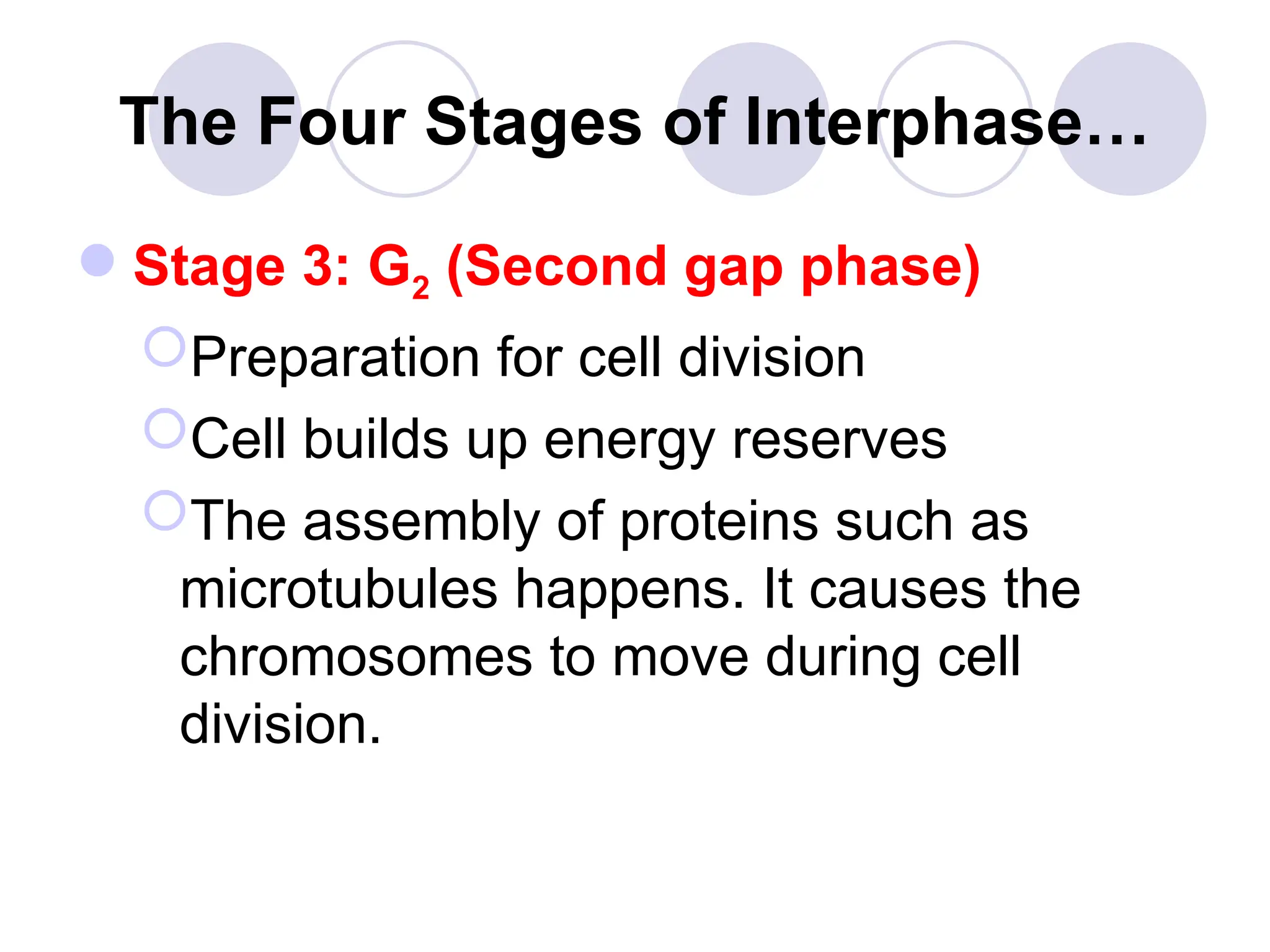 The Four Stages of Interphase…
Stage 3: G2 (Second gap phase)
Preparation for cell division
Cell builds up energy reserves
The assembly of proteins such as
microtubules happens. It causes the
chromosomes to move during cell
division.
 