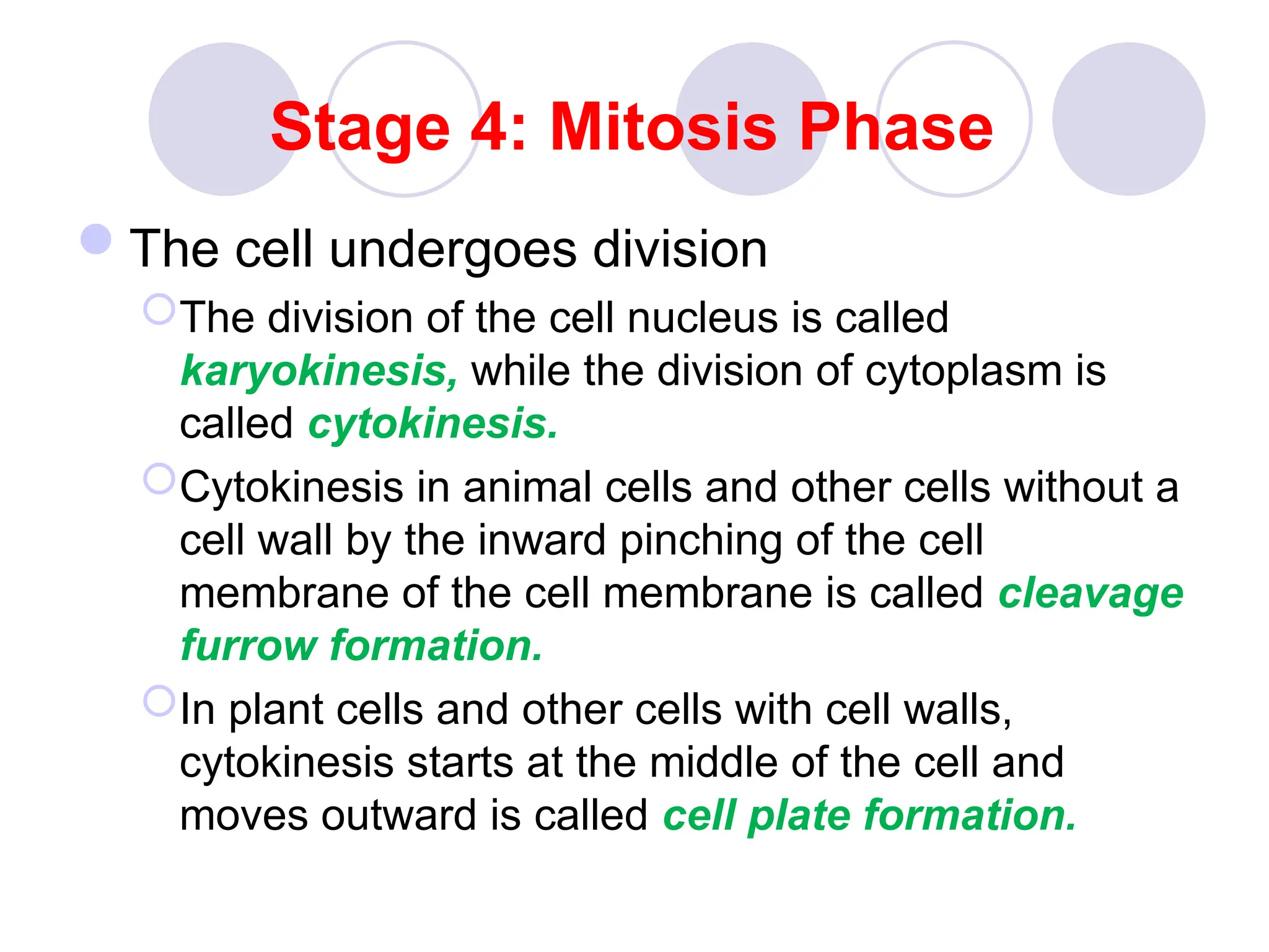 Stage 4: Mitosis Phase
The cell undergoes division
The division of the cell nucleus is called
karyokinesis, while the division of cytoplasm is
called cytokinesis.
Cytokinesis in animal cells and other cells without a
cell wall by the inward pinching of the cell
membrane of the cell membrane is called cleavage
furrow formation.
In plant cells and other cells with cell walls,
cytokinesis starts at the middle of the cell and
moves outward is called cell plate formation.
 