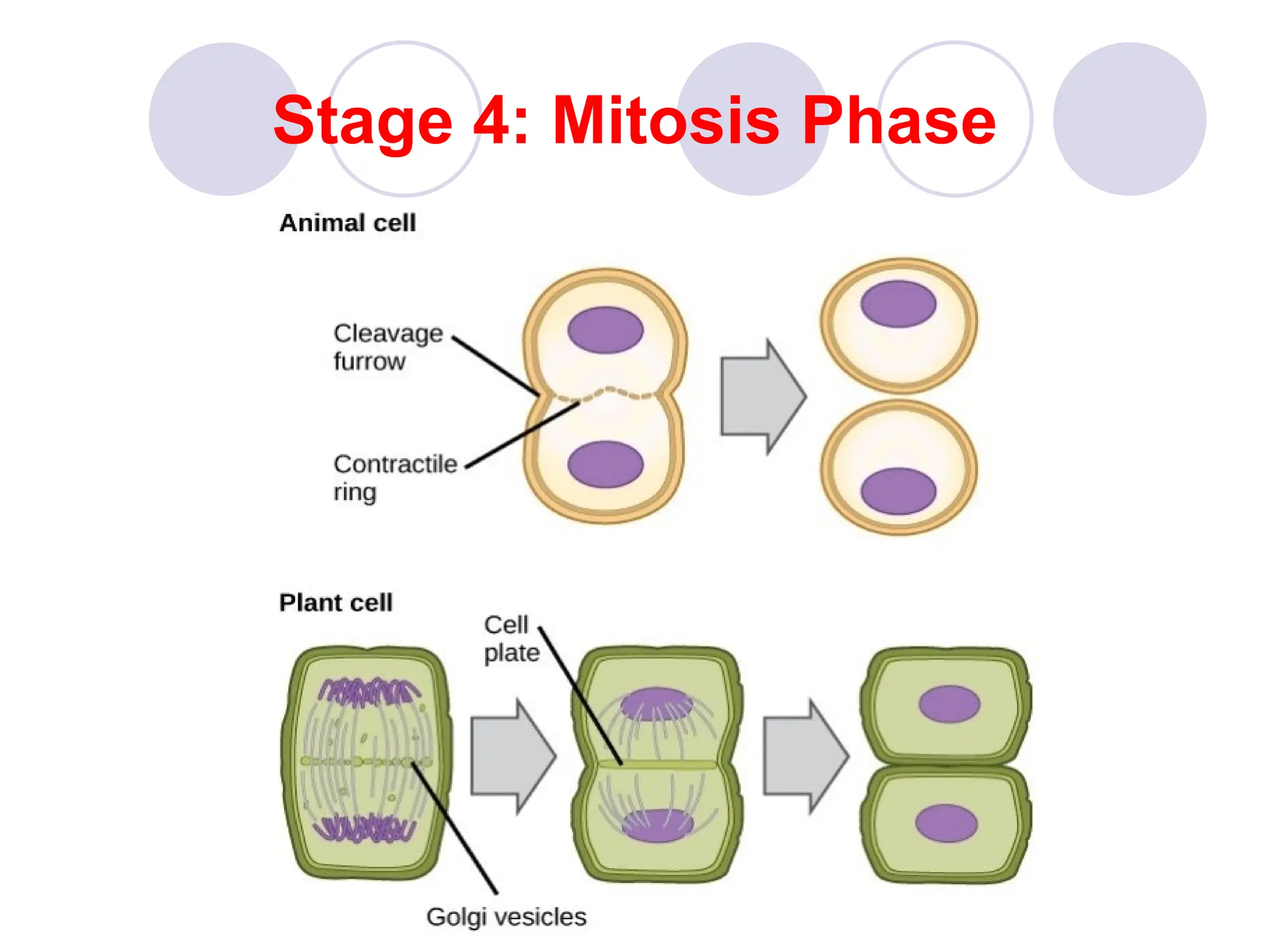 Stage 4: Mitosis Phase
 