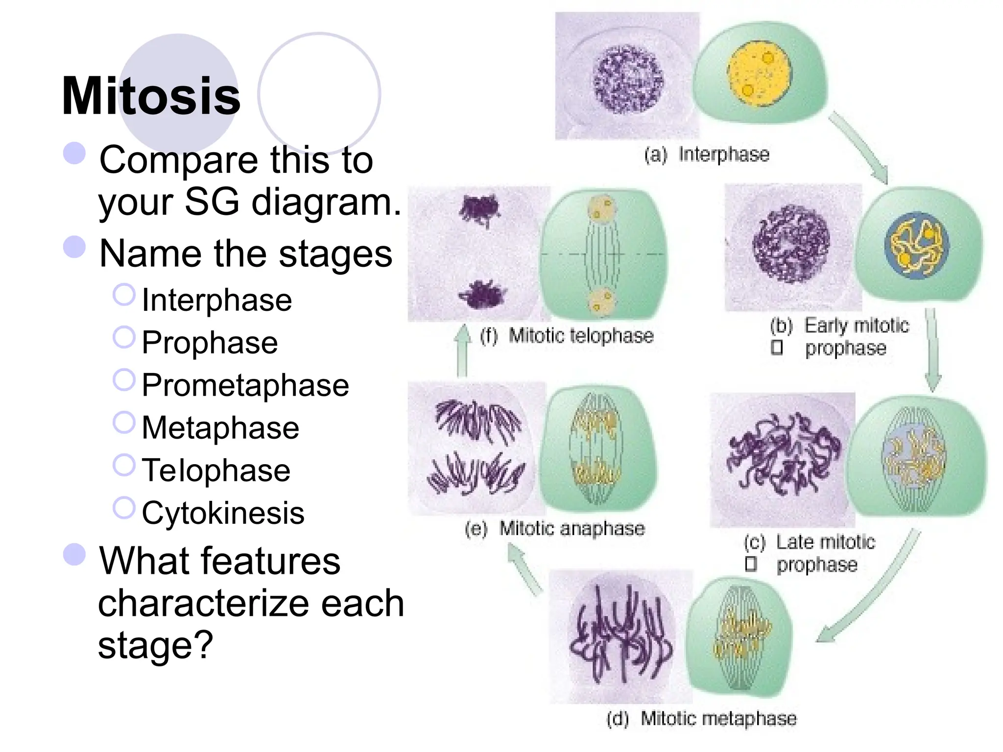 Mitosis
Compare this to
your SG diagram.
Name the stages
Interphase
Prophase
Prometaphase
Metaphase
Telophase
Cytokinesis
What features
characterize each
stage?
 