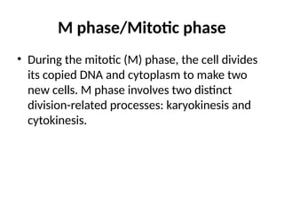 what is Cell cycle phase presentation .pptx