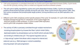 Cell Cycle | PDF