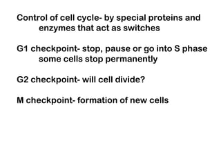 cell cycle checkpoints and detailed analysis of G1, S, G2 and M stages ...