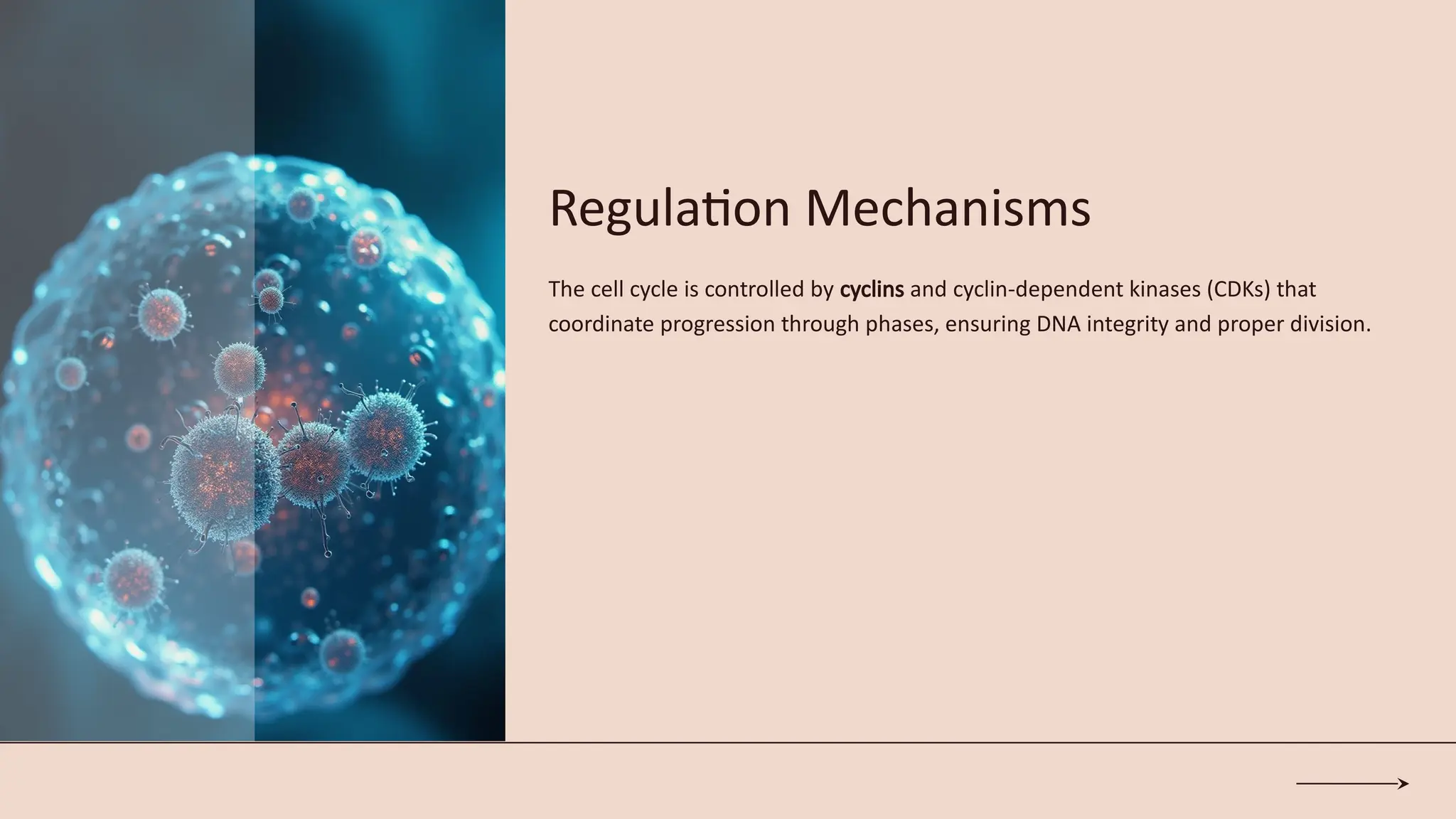 Cell Cycle.pptxgggghhhhhhjjhffrrrgjjiioooo | PPTX