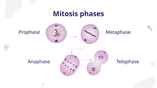 Mitosis phases
Prophase
Anaphase
Metaphase
Telophase
 