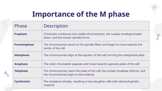 Importance of the M phase
Phase Description
Prophase Chromatin condenses into visible chromosomes, the nuclear envelope breaks
down, and the mitotic spindle forms
Prometaphase The chromosomes attach to the spindle fibers and begin to move towards the
center of the cell
Metaphase The chromosomes align at the equator of the cell, forming the metaphase plate
Anaphase The sister chromatids separate and move towards opposite poles of the cell
Telophase The chromosomes reach the poles of the cell, the nuclear envelope reforms, and
the chromosomes begin to decondense
Cytokinesis The cytoplasm divides, resulting in two daughter cells with identical genetic
material
 
