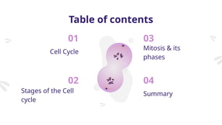 Table of contents
01
02
03
04
Cell Cycle
Mitosis & its
phases
Stages of the Cell
cycle
Summary
 