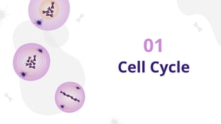 Cell Cycle
01
 