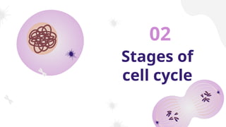 Stages of
cell cycle
02
 