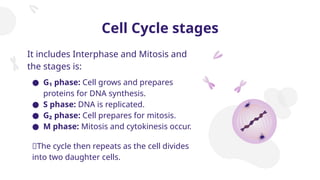 Cell Cycle stages
It includes Interphase and Mitosis and
the stages is:
● G₁ phase: Cell grows and prepares
proteins for DNA synthesis.
● S phase: DNA is replicated.
● G₂ phase: Cell prepares for mitosis.
● M phase: Mitosis and cytokinesis occur.
🌀The cycle then repeats as the cell divides
into two daughter cells.
 