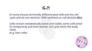 Go?!
In many tissues terminally differentiated cells exit the cell
cycle and do not reinitiate DNA synthesis or cell division (Go).
Cells remain metabolically active and viable, some cells enter
G0 temporarily and then reenter cell cycle when the body
need.
(e.g. liver cells)
 