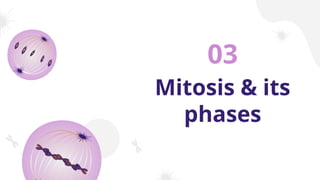 Mitosis & its
phases
03
 