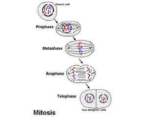 cell cycle power point presentation in detail | PPT