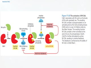 Cell cycle PART 1 (introduction, stages, components regulating the cell ...