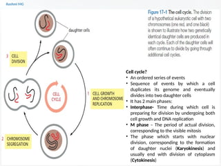 Cell cycle PART 1 (introduction, stages, components regulating the cell ...