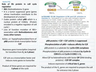 Cell cycle PART 1 (introduction, stages, components regulating the cell ...