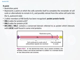 Cell Cycle R Point Cell cycle PART 1 (introduction, stages, components regulating the cell ...