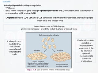Cell cycle PART 1 (introduction, stages, components regulating the cell ...