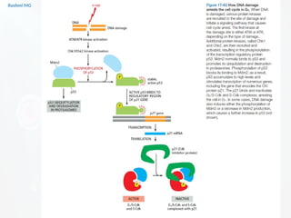 Cell cycle PART 1 (introduction, stages, components regulating the cell ...