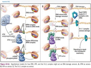 Cell cycle PART 1 (introduction, stages, components regulating the cell ...