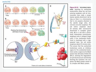 Cell cycle PART 1 (introduction, stages, components regulating the cell ...