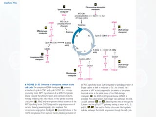 Cell cycle PART 1 (introduction, stages, components regulating the cell ...