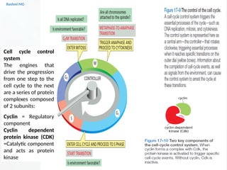 Cell cycle PART 1 (introduction, stages, components regulating the cell ...