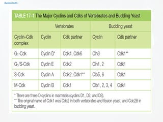 Cell cycle PART 1 (introduction, stages, components regulating the cell ...