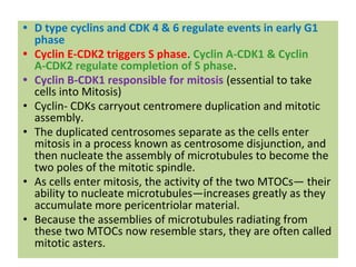 Cell Cycle, Overview of Cell Cycle, The Importance of Cell Division | PDF
