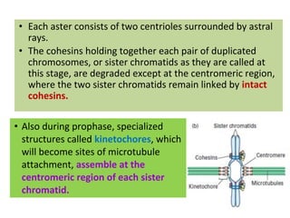 Astral Rays Cell Cycle, Overview of Cell Cycle, The Importance of Cell Division | PDF