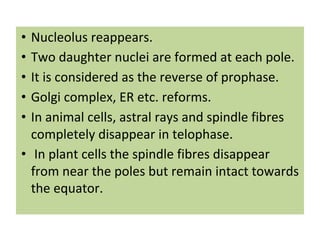 Astral Rays Cell Cycle, Overview of Cell Cycle, The Importance of Cell Division | PDF