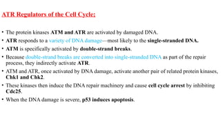 cell cycles along with there cell signalling compounds | PPTX