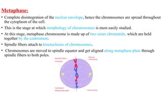 cell cycles along with there cell signalling compounds | PPTX