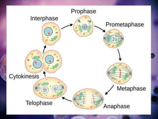 The mitotic process, also known as
mitosis, is a series of stages that
occur during cell division. It
ensures that each daughter cell
receives an identical set of
chromosomes.
Mitotic phase
 