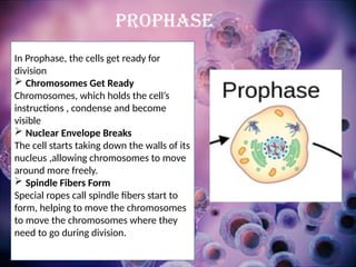 In Prophase, the cells get ready for
division
 Chromosomes Get Ready
Chromosomes, which holds the cell’s
instructions , condense and become
visible
 Nuclear Envelope Breaks
The cell starts taking down the walls of its
nucleus ,allowing chromosomes to move
around more freely.
 Spindle Fibers Form
Special ropes call spindle fibers start to
form, helping to move the chromosomes
to move the chromosomes where they
need to go during division.
PROPHASE
 